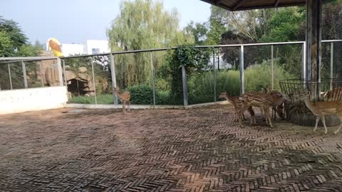 The sika deer in the zoo are also very vigilant