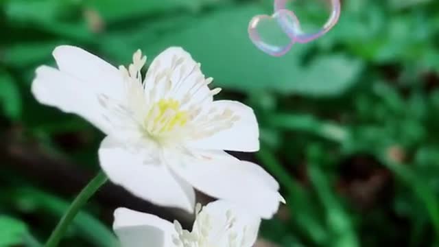 beautiful flowers in the sun