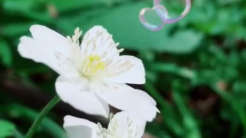 beautiful flowers in the sun