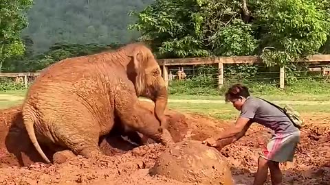 Why is the baby elephant s body covered with soil? 😮