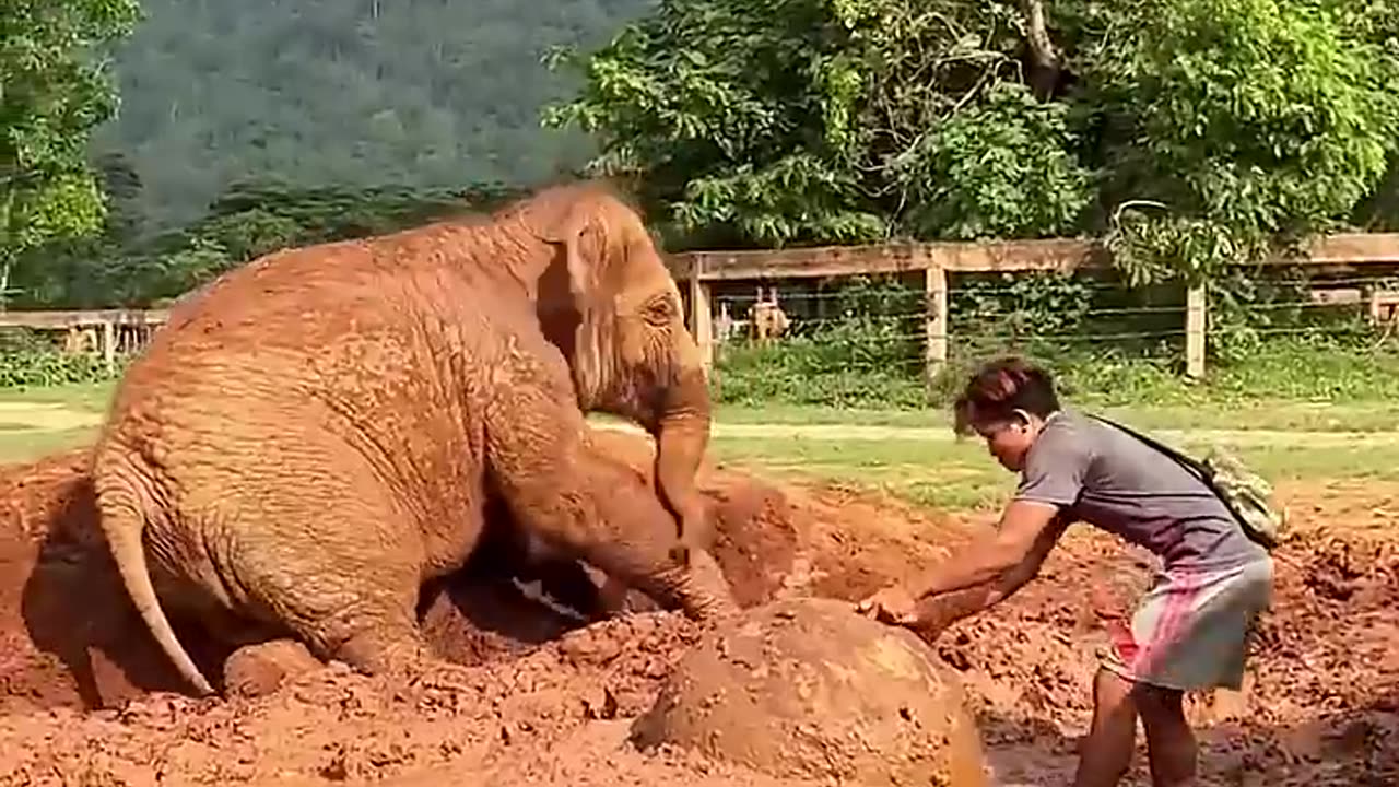 Why is the baby elephant s body covered with soil? 😮