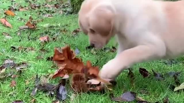 Funny Puppy Videos 2020 - Funniest & Cutest Labrador Puppies ❤️