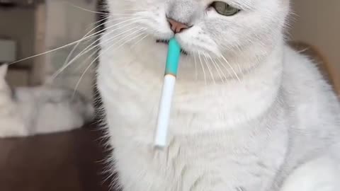 funny kitten cuties