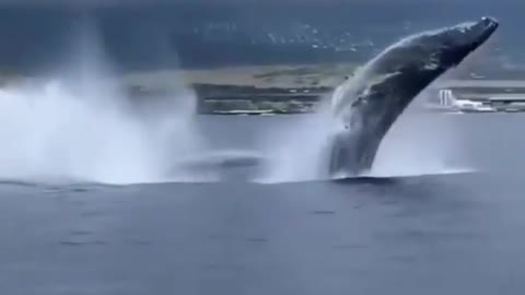 This is a beautiful and charming water-dwelling species