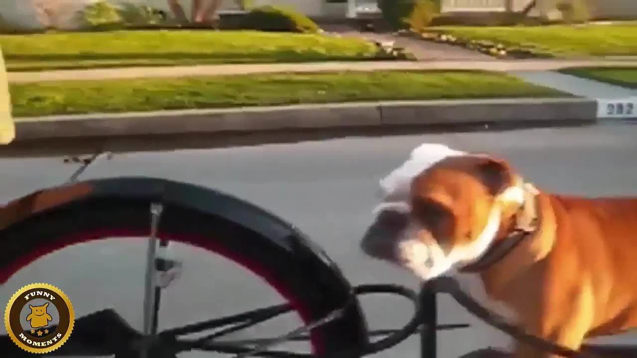 Best Funny Animal #11 💓 Try Not to laugh