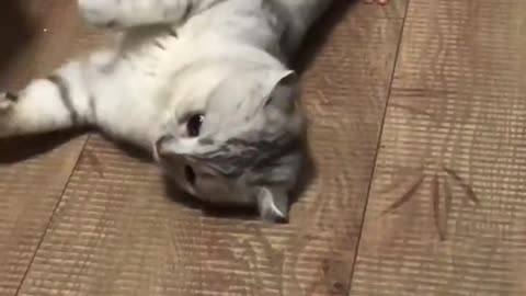 cat playing with baby, how cute!