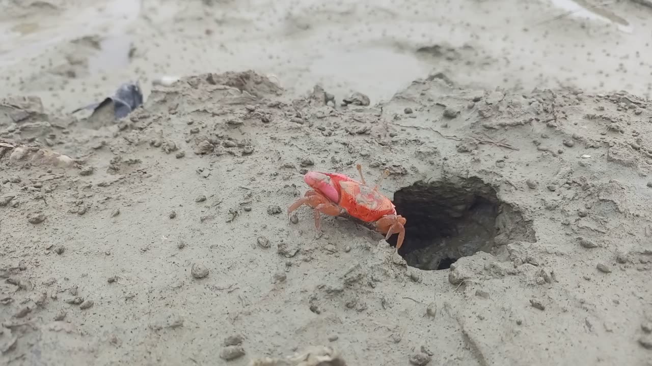 The crab is entering the hole