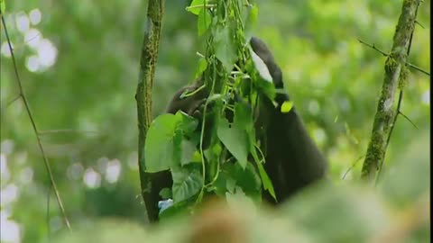 Gorilla, animals for kids video [ Rajesh TD]