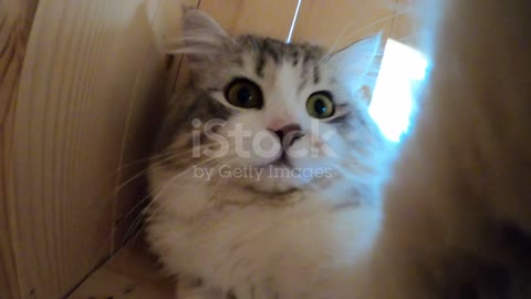 Kitten cat selfie portrait with smartphone camera