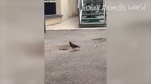 Funny Dogs And Cats😁😁😁