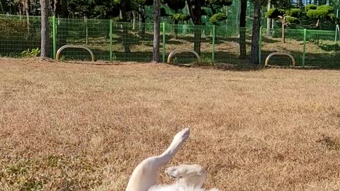 rolling golden retriver