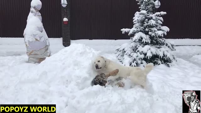 Dog & Tiger (Cold Weather / Warm Feelings)