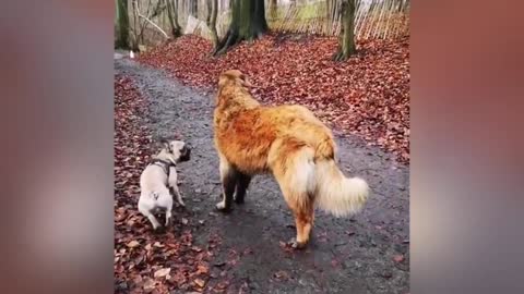 adorable puppu loves its buddy