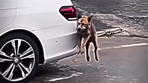 Mt-15 vs dog braking system