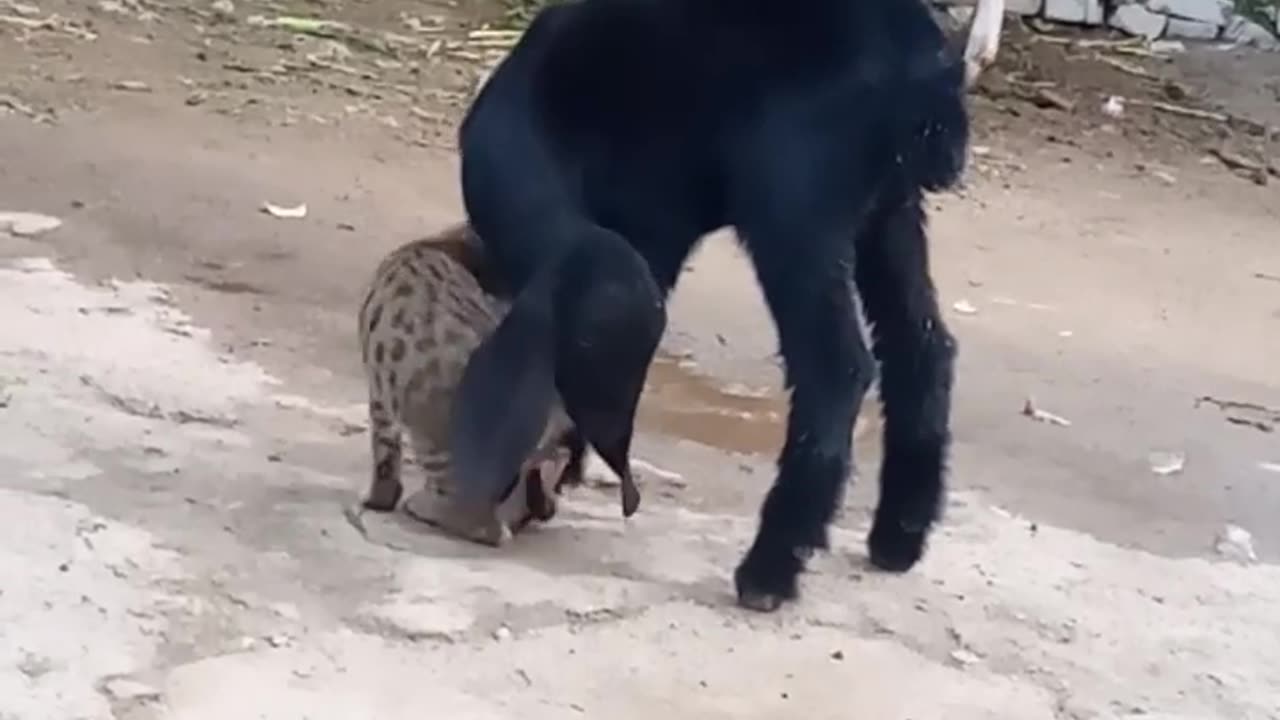 Awsome Friendship Between Goat & Cat