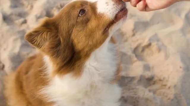 Giving Dog Treats