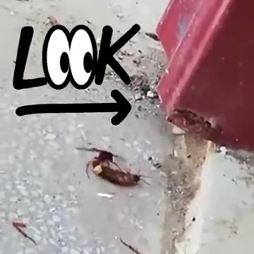 Lizard Had Double Dinner