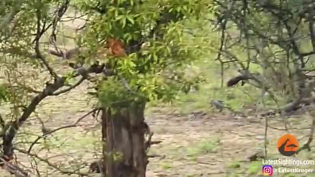 Lion Attacks Leopard in Road