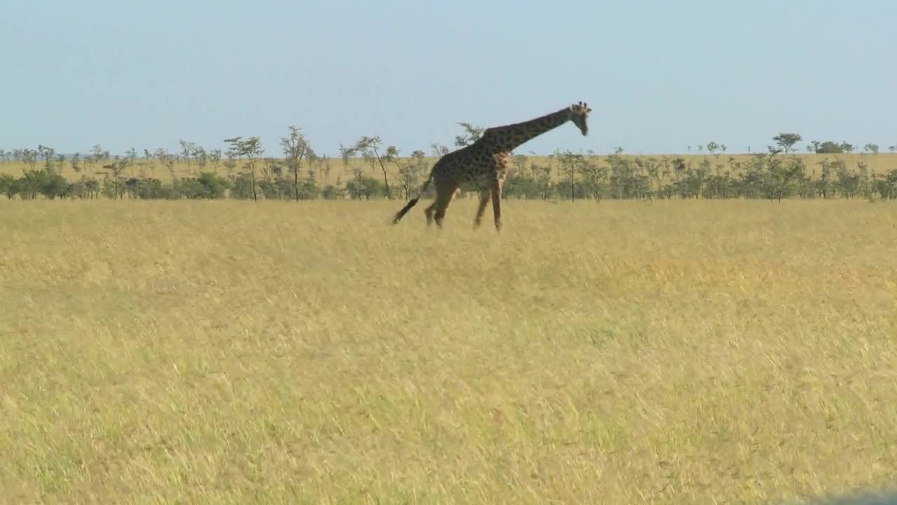 A giraffe crosses a golden savannah in Africa