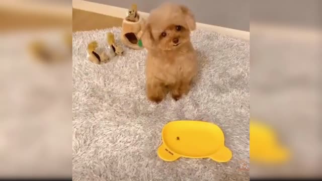 Baby Dogs-Cute and Funny Dog Videos Complication #20 | Aww Animals