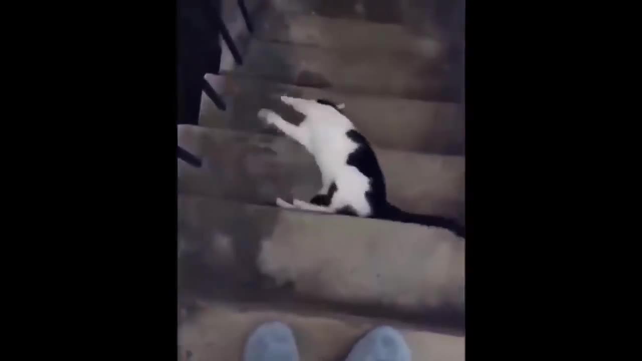 Funny cat with superb downstairs technique