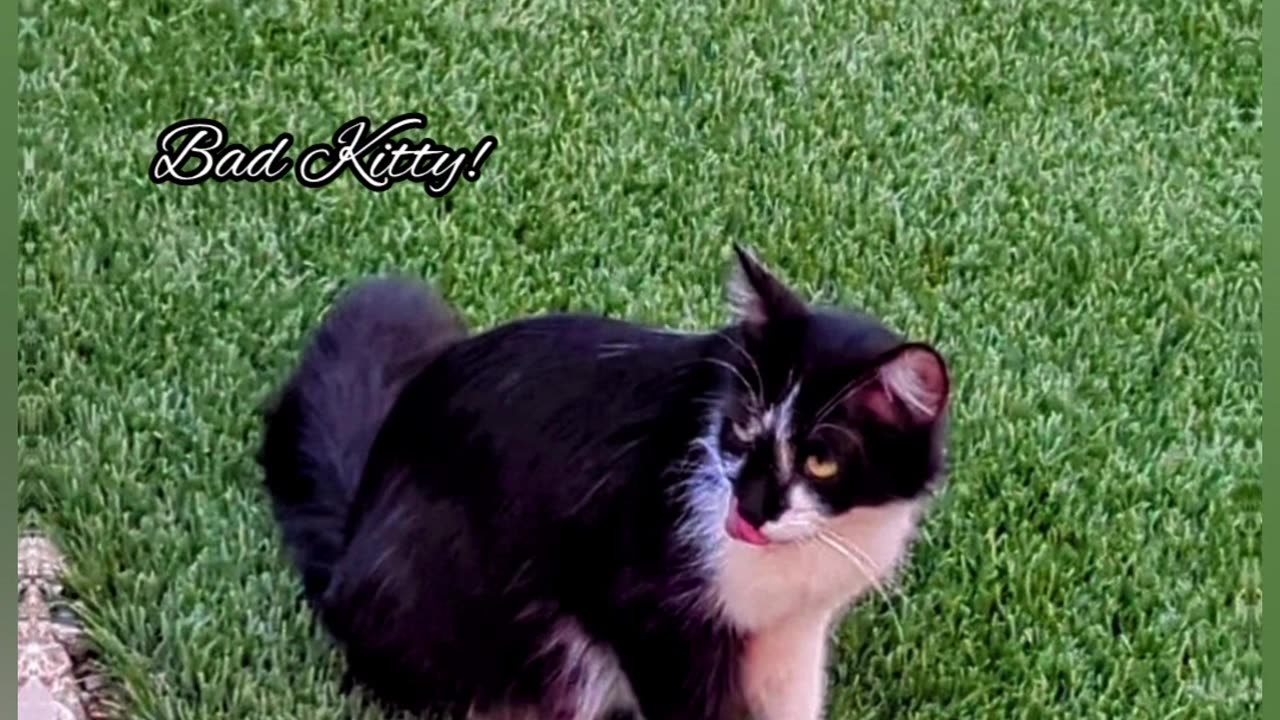 Bad Kitty - Hummingbirds are my Pets