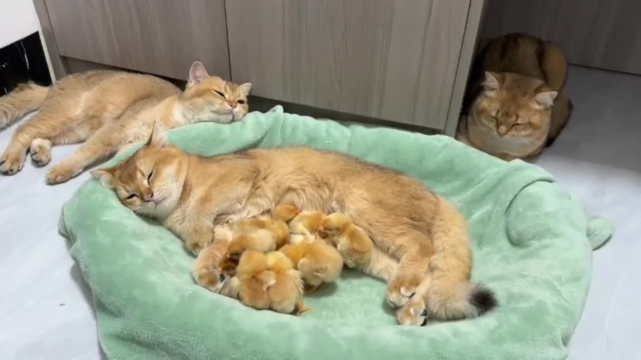 Heartwarming: Cat Cares for Chicks