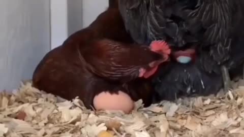 hen lays eggs