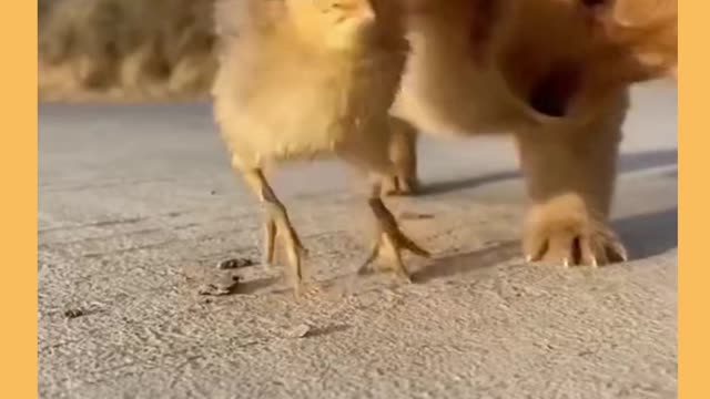 Dogs Compilation - Funny Dog - Cute Puppy #shorts