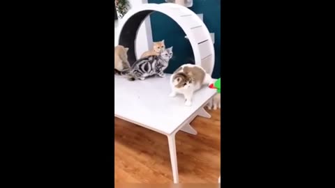 funny videos of cats and dog