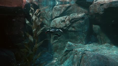 apenguin swims