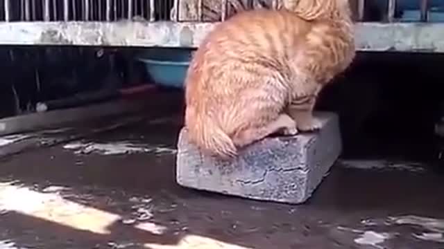 Cats are brave