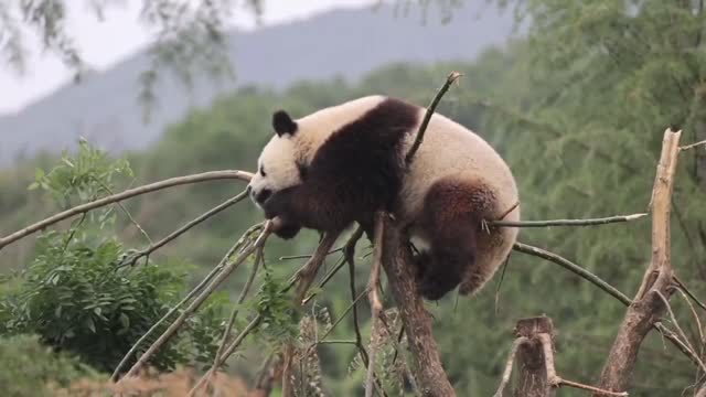 The panda is lying on the top of the tree