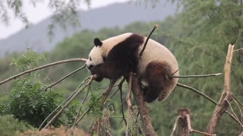 The panda is lying on the top of the tree