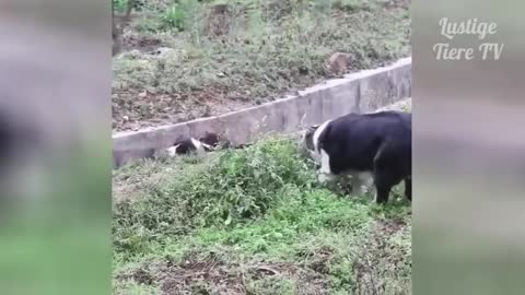 OMG Super Cute_ Best Funny Cats and Dogs Compilation 17