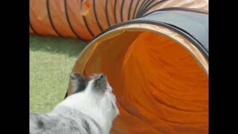 The most funny dog is playing 🤔🤔🤔🙄🙄🙄😁😁🐕🐕🐕🐕🐩🐩🐩