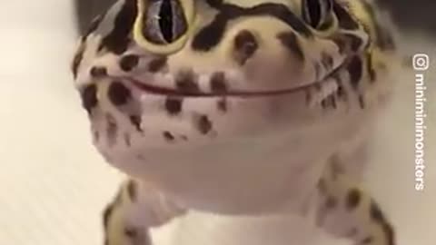 Cant get enough of that smile..cute pet