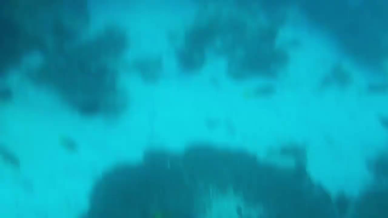 Wow! A Diver Films a "Big Mouth" Shark Off the Indonesian Coast