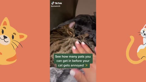 Tiktok cat