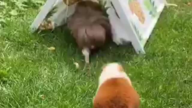 Pucky The Guinea Pig Adventures | Part 4