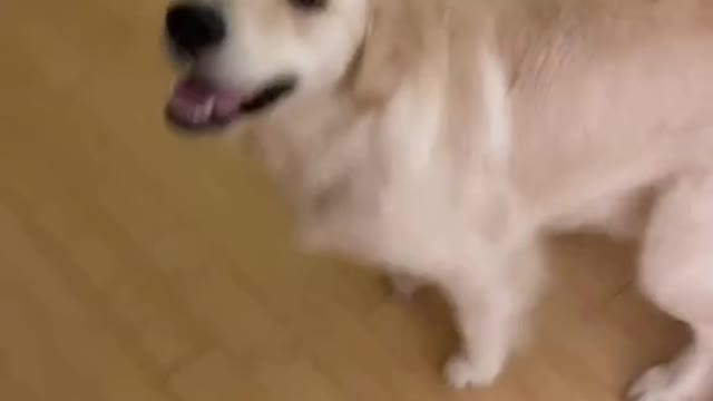 Cute Dog - Doing a spin