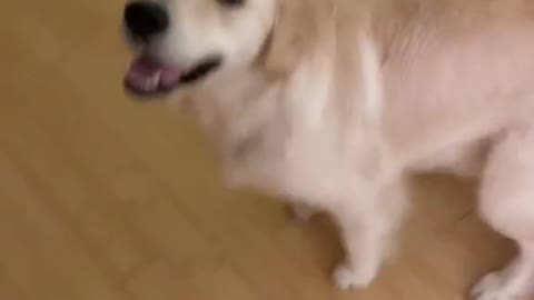 Cute Dog - Doing a spin