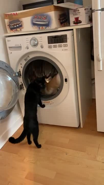 Baby Cats - Cute and Funny Cat Videos Compilation #9 | Aww Animals