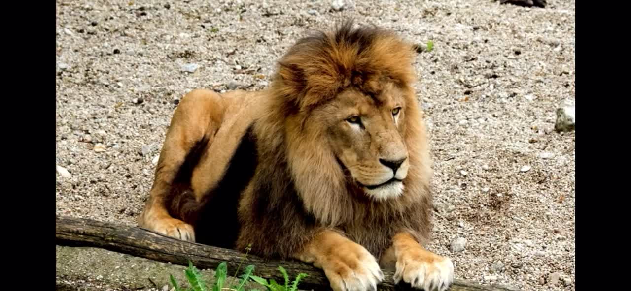 Lion of the jungle
