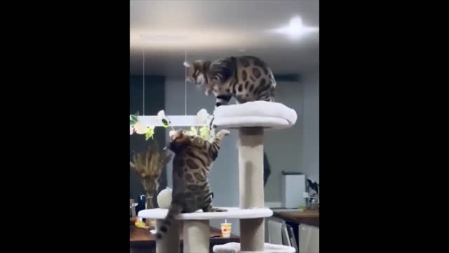 Cat vs Errbody (Rumble w/Snake, Duck, Dog, Owl)