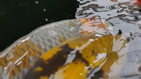 Koi fish dealer visit