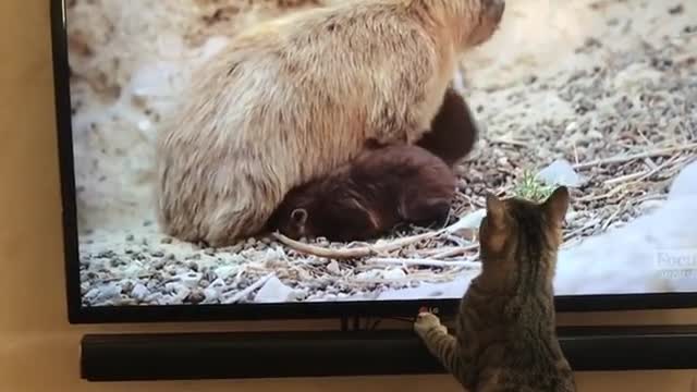 Cat eagerly watching animal channel on TV