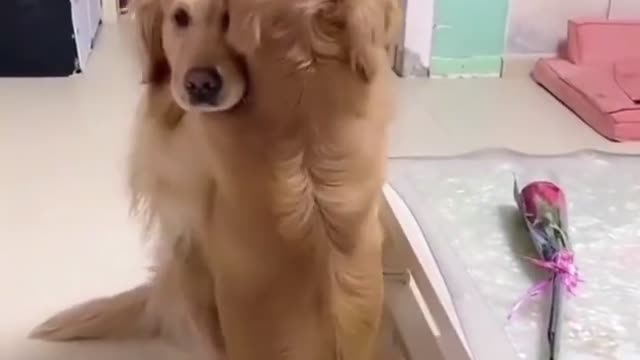 Love is in the air
