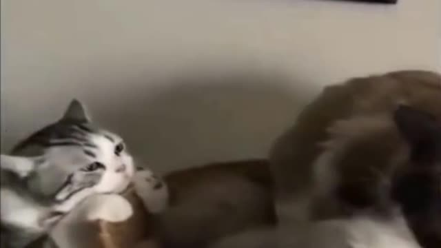 CAT FRUSTRATED WITH THE LITTLE FRIENDS