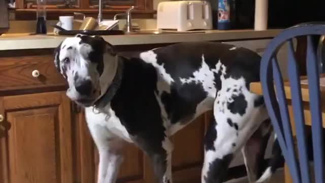 THE GREAT DANE Dog Video 133 - Great Dane Compilation - Tallest Dog in The World